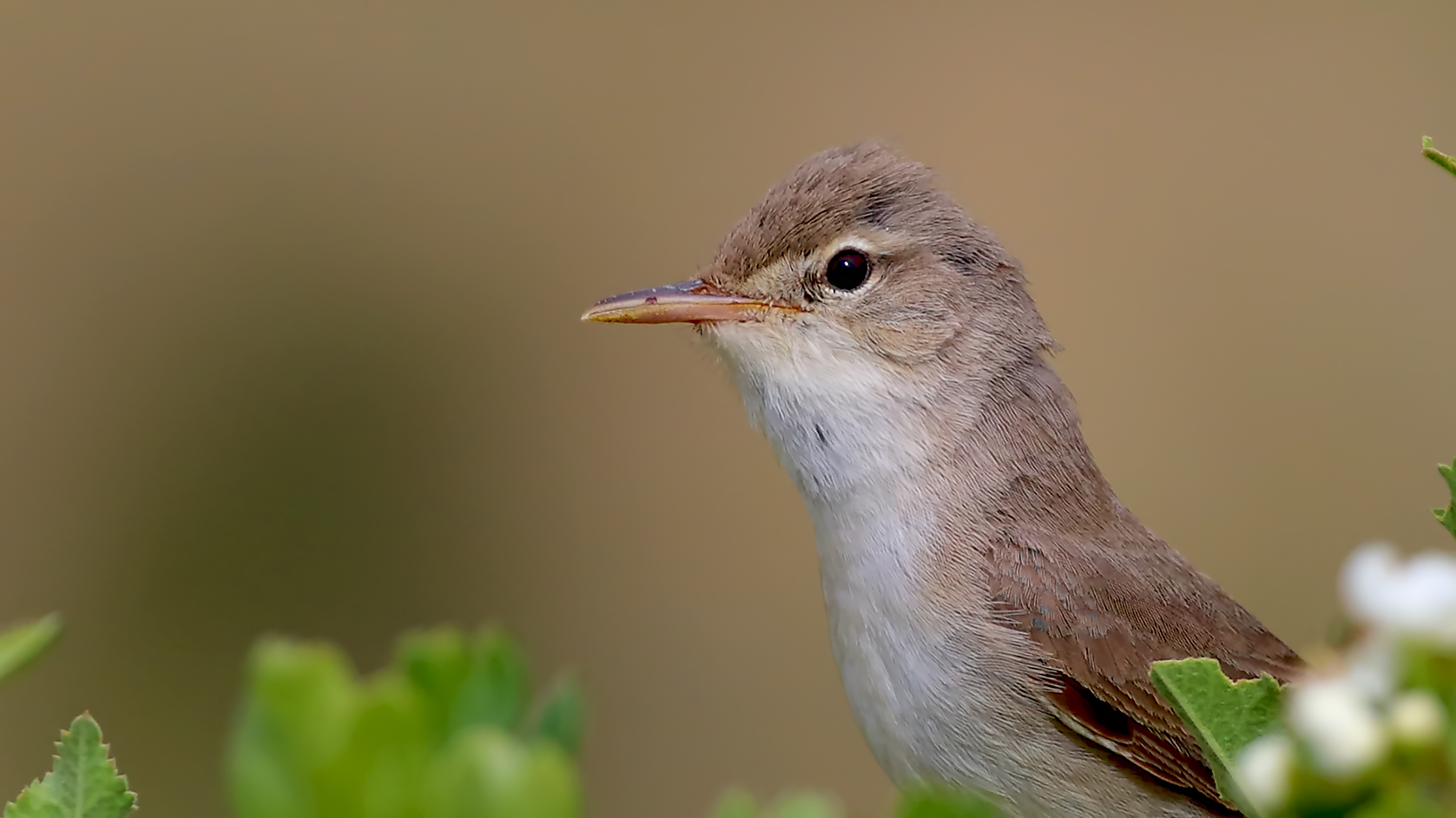 Upcher's Warbler